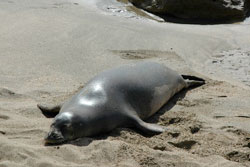 Monk Seal on Kiahuna Beach