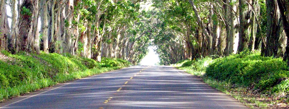 Tree tunnel in Kauai