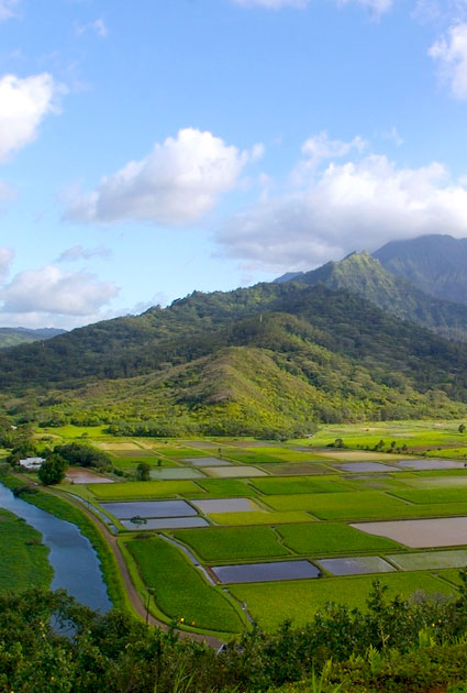 Hanalei Valley Lookout