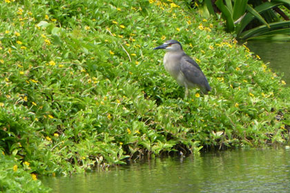 Night Heron on the edge of the Lagoon